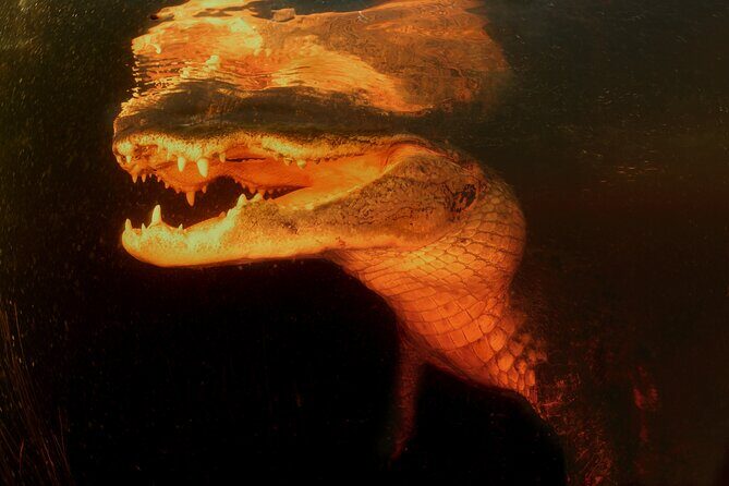 Everglades at Night with Airboat and Alligators Tour From Miami - Learning the Everglades, Not Just Watching It: What Guides Actually Add