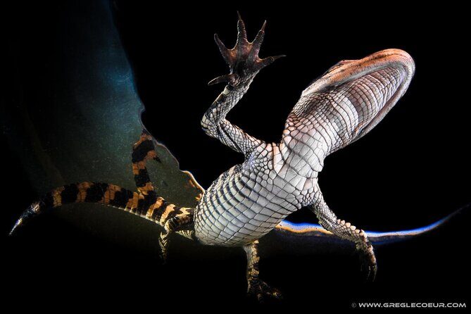 Everglades at Night with Airboat and Alligators Tour From Miami - What to Bring for a Comfortable, Camera-Friendly Night