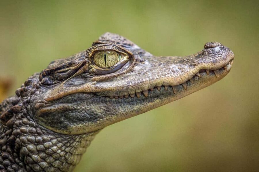 From Miami Beach: Everglades Airboat & Gator Spotting Tour - Safety Briefing First: What Changes When the Airboat Starts