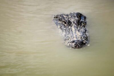From Miami: Everglades Airboat Alligator Tour with Transfer - Visitor Center + Animal Sanctuary Stop: Where the Day Gets Context