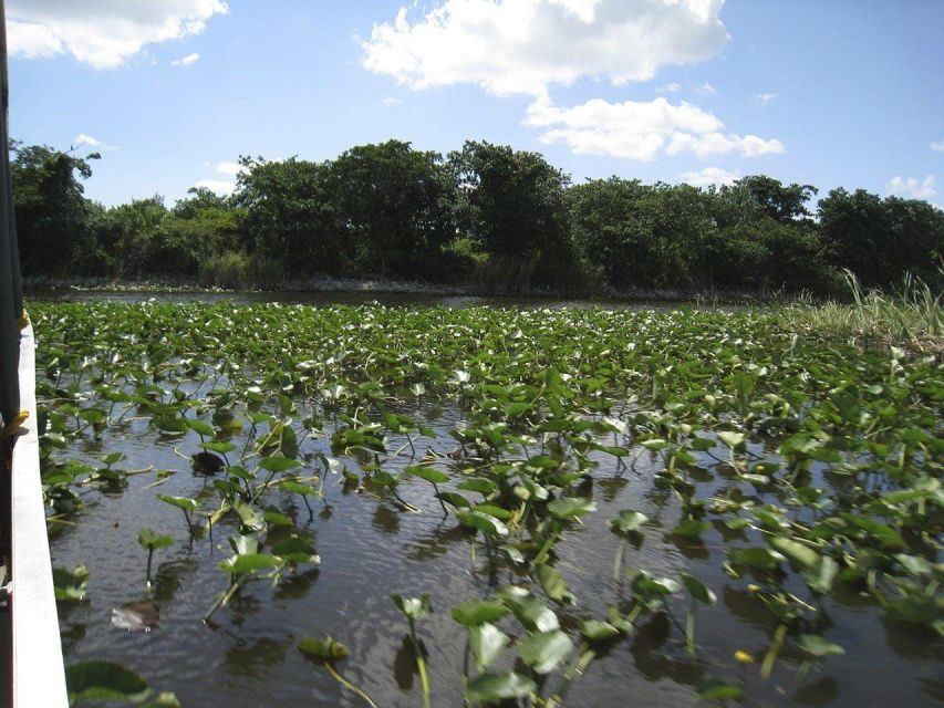 Miami Beach: Everglades Airboat Tours and Rides - The post-ride free time: use it to actually see the park