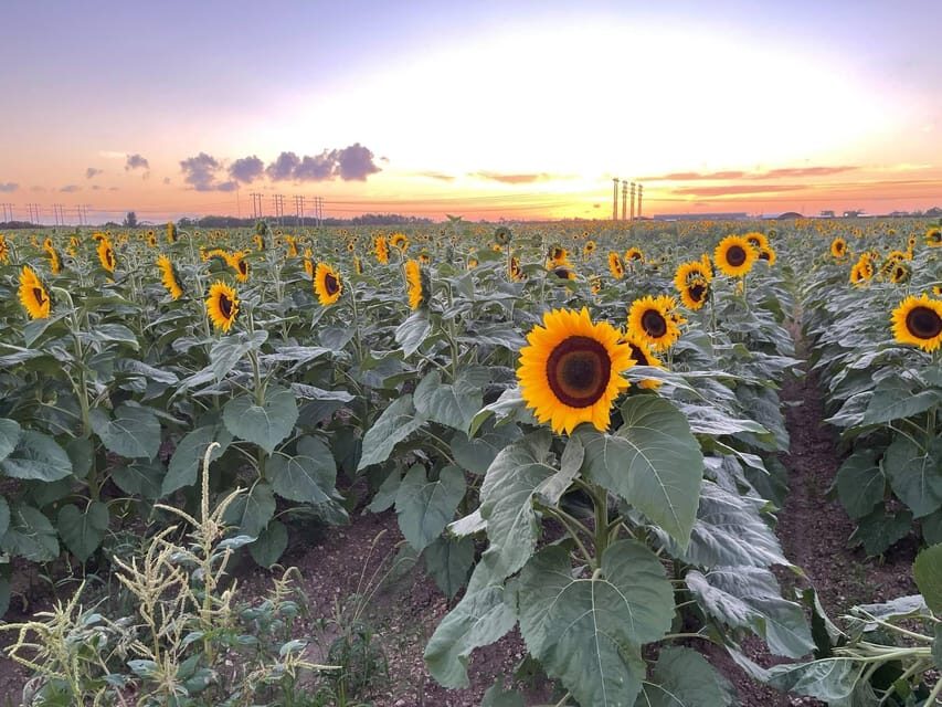 Miami's Ultimate Buggy Adventure on a Honda Talon UTV - Sunflower farm stop for photos and scenic views