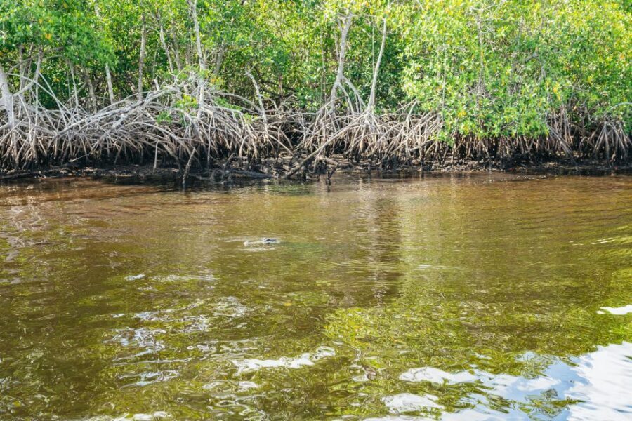Naples, FL: Manatee, Dolphin, 10,000 Islands Beach Eco Tour - Who this tour suits best