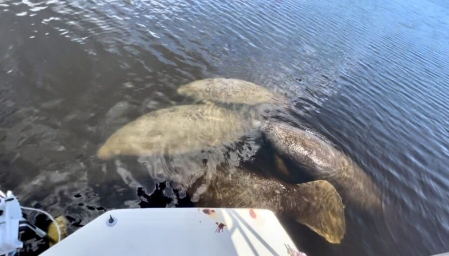 Naples, FL: Manatee, Dolphin, 10,000 Islands Beach Eco Tour - Why the mangrove cruise is the real attraction