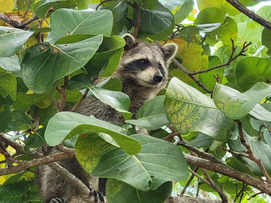 Raccoon Island: Exploration on SUP/Kayak - The Biscayne Bay paddle: mangroves, Osprey Nature Preserve, and real habitat time